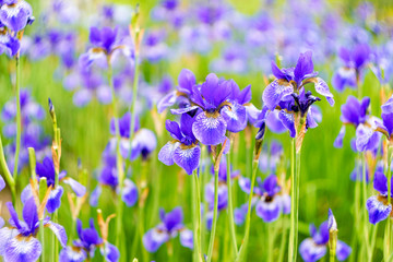 Fototapeta na wymiar blue irises and buds on the background of green leaves