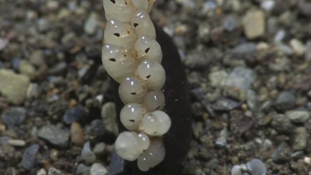 Cockroach eggs hatch 1160 5