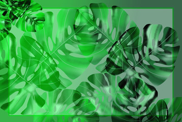 Leaves of Monstera tropical leaves. green backgrounds  G