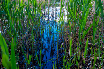 Reed in the swamp. A young growth of reeds lit by the sun from behind grows out of the clear water reflecting the blue sky.