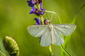 White black-veined moth sitting on purple blue flower growing in a meadow on a sunny summer day. Blurry green background with grass.