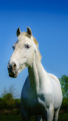 Fototapeta premium Chevaux