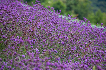 Fototapeta premium Verbena field , pink flower blooming on the mountain.
