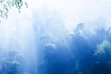 A tranquil bamboo forest in blue misty.