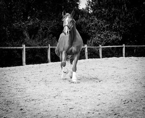 Chevaux
