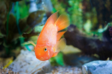 Colorful aquarium fishes in fish tank, carassius auratus