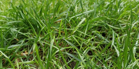 background of grass