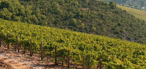 Panorama of the vineyard on the mountain. Wine making industry	