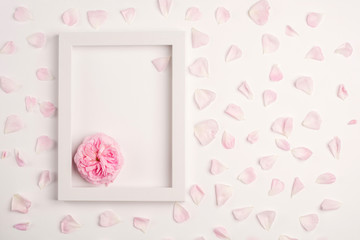 Pink petals, rose flower and blank frame on white background. Top view, copy space.