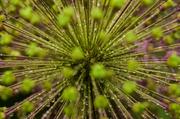 Abstract green background, selective focus. Dew on the plant, water drops after rain. decorative inflorescence Allium, Decorative blooming garlic close up 