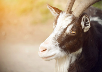 Portrait of a spotted goat with orange eyes and long horns, illuminated by the warm bright summer sun.