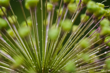 Abstract green background, selective focus. Dew on the plant, water drops after rain. decorative inflorescence Allium, Decorative blooming garlic close up 