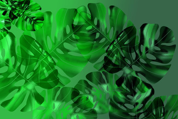 tropical leaves. Leaves of Monstera leaves used as a backdrop. Design