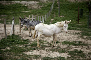 Donkeys on farm