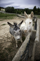Donkeys on farm
