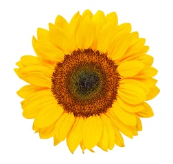 Zelfklevend Fotobehang sunflower isolated © conzorb