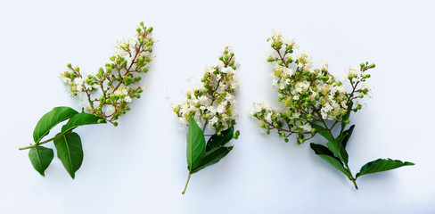 Crape Myrtle flower blooms isolated on white background.