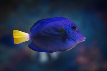 Yellowtail tang - (Zebrasoma xanthurum) on the coral reef. Beautiful big barrier reef moment while diving