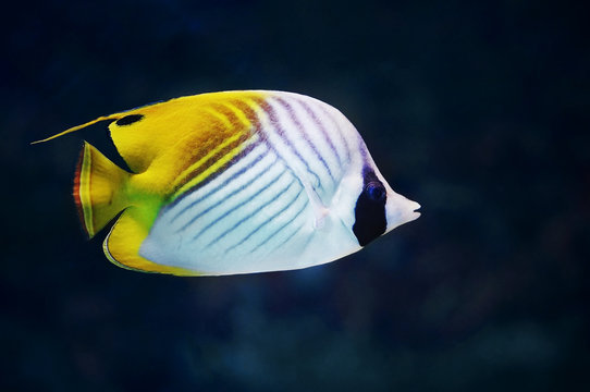 Threadfin Butterflyfish in Saltwater Aquarium. White yellow tropical striped fish underwater photo