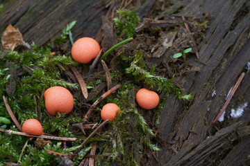 Orange-red slime mold mushroom Lycogala epidendrum growing on the spruce stump. Commonly known as wolf's milk or groening's slime mold. Natural environment, inedible fungus.