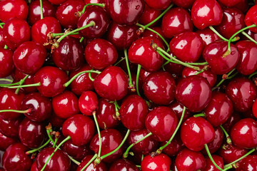 Close up of pile of ripe cherries with stalks and leaves. Large collection of fresh red cherries. Ripe cherries background