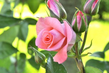 pink rose in the garden