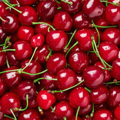 Close up of pile of ripe cherries with stalks and leaves. Large collection of fresh red cherries. Ripe cherries background