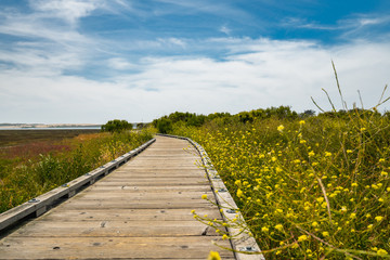 Boardwalk Through the Fragile Area at Morro Bay State Park, California