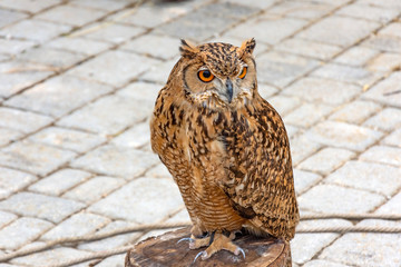 Handmade owl sitting on a wooden hemp.