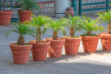 Row of in the courtyard potted plants palm trees.