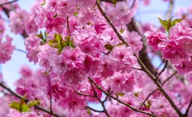 Fototapeta na wymiar Cherry blossom at spring time in Kyoto, Japan