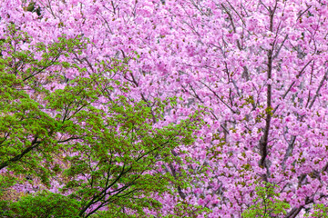 Cherry blossom at spring time in Kyoto, Japan