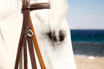white horse