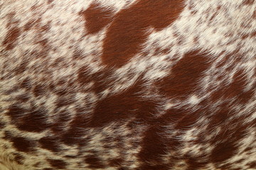 Textured background of brown and white blotchy and speckled fur of a Nguni cow, native to southern Africa.
