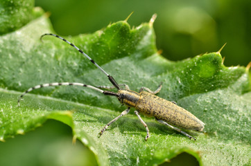 Beetle crawling on the stem.