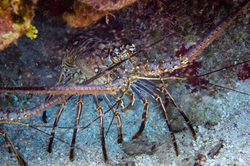 Carribean lobster, Cozumel, Mexico