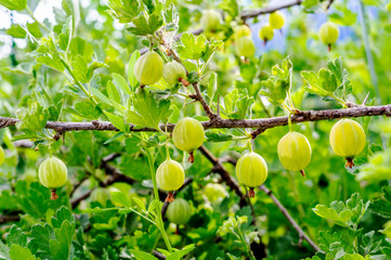 Fresh green gooseberries. Growing organic berries closeup on a branch of gooseberry. Ripe gooseberry in the fruit garden