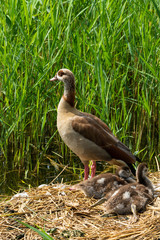 Nilgans mit Küken
