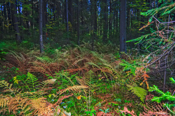 Sunny summer day in the spruce coniferous forest.
