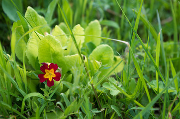 A small red-yellow flower with five petals