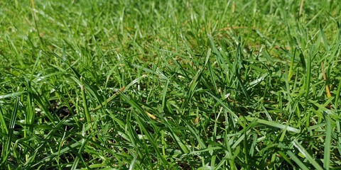 grass with water drops of dew