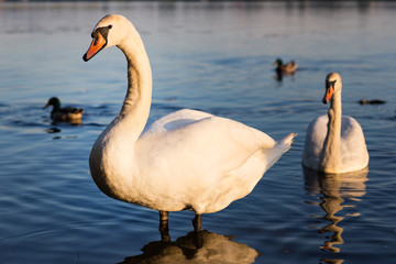 white swan on the lake