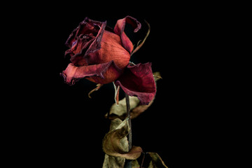 Roses withered on black ground.