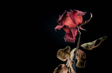 Roses withered on black ground.
