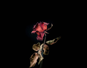 Roses withered on black ground. - Powered by Adobe