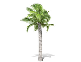Obraz premium 3D rendering - A tall palm tree isolated over a white background. Suitable for use in architectural design or Decoration work. Used with natural articles both on print and website, 3D illustration.
