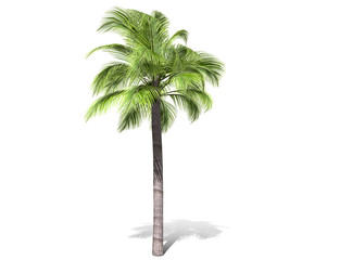 3D rendering - A tall palm tree isolated over a white background. Suitable for use in architectural design or Decoration work. Used with natural articles both on print and website, 3D illustration.