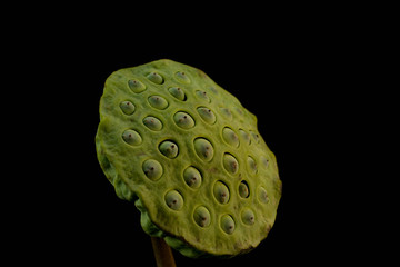 Lotus seeds on black ground Lotus seed is green. And a healthy diet.