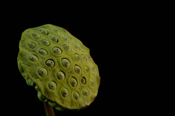Lotus seeds on black ground Lotus seed is green. And a healthy diet.