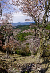 Cherry blossom at spring time in Kyoto, Japan